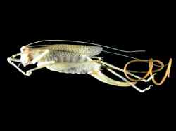 Spinochordodes tellinii - crv parazit