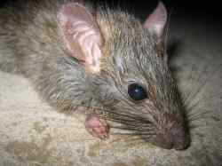 Rattus Rattus uslikan izbliza