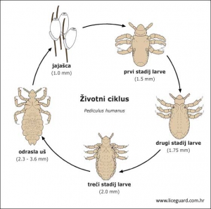 Tjelesna Uš (Pediculus Humanus Corporis)