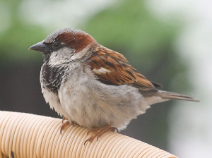 Obični vrabac (Passer domesticus)