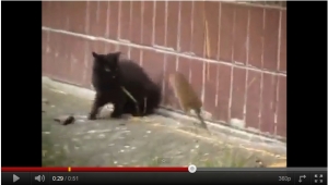 Hrabri štakor napada mačke