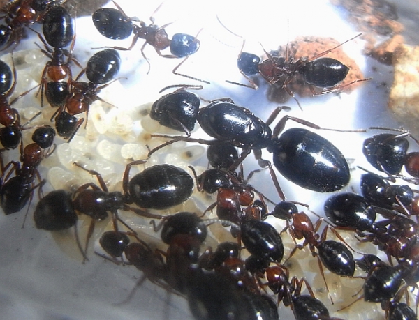 Crni mrav (Camponotus dalmaticus)
