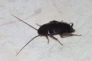 Crni Žohar  (Blatta Orientalis)