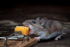 Miš protiv mišolovke