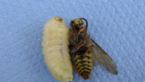 Larva i odrasli insekt