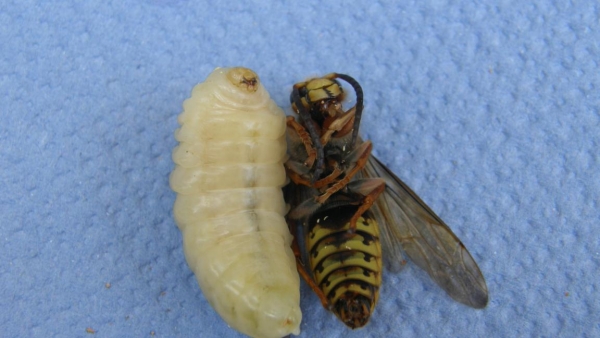 Larva i odrasli insekt