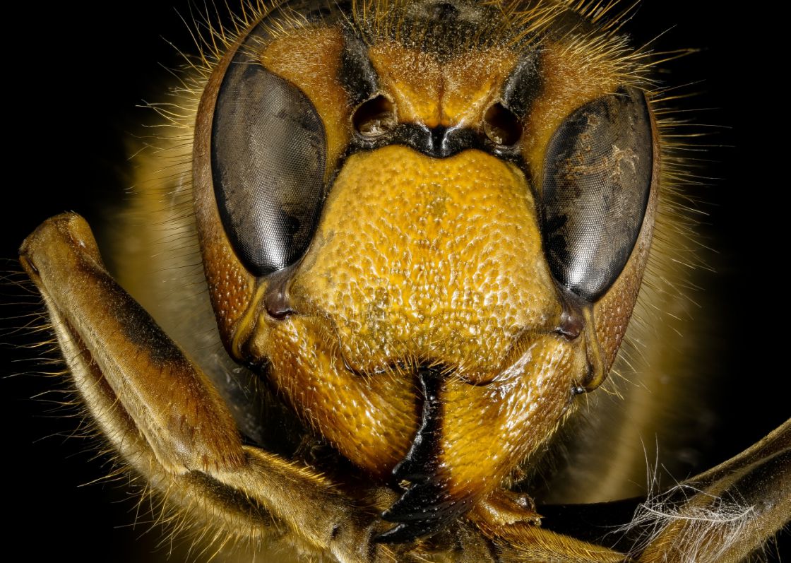 Europski stršljen (Vespa crabro)