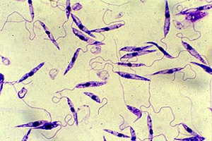 Leishmania infantum