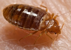 Stjenica - Cimicidae ili  BedBug