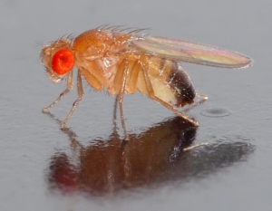 Voćna Muha (Drosophila Melanogaster)