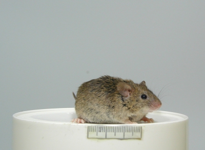 Domaći miš (Mus musculus)