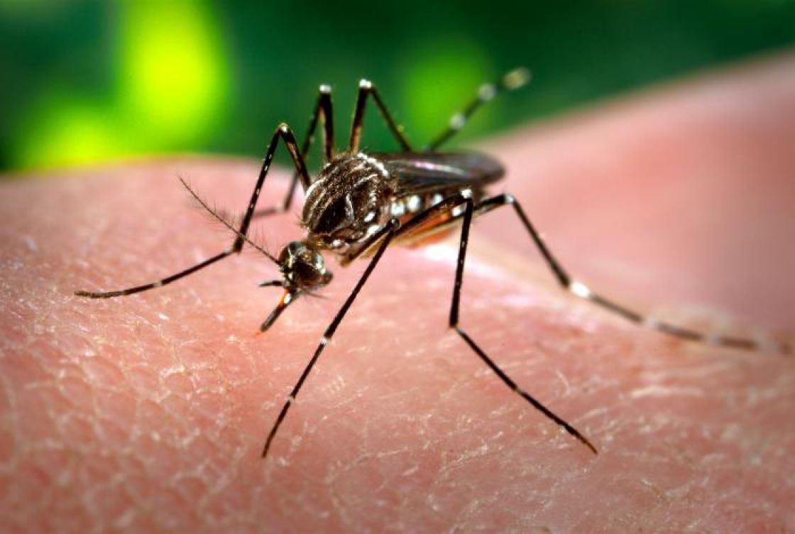 Aedes aegypti (Komarac Žute Groznice)