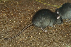 Crni štakor ( Rattus Rattus )